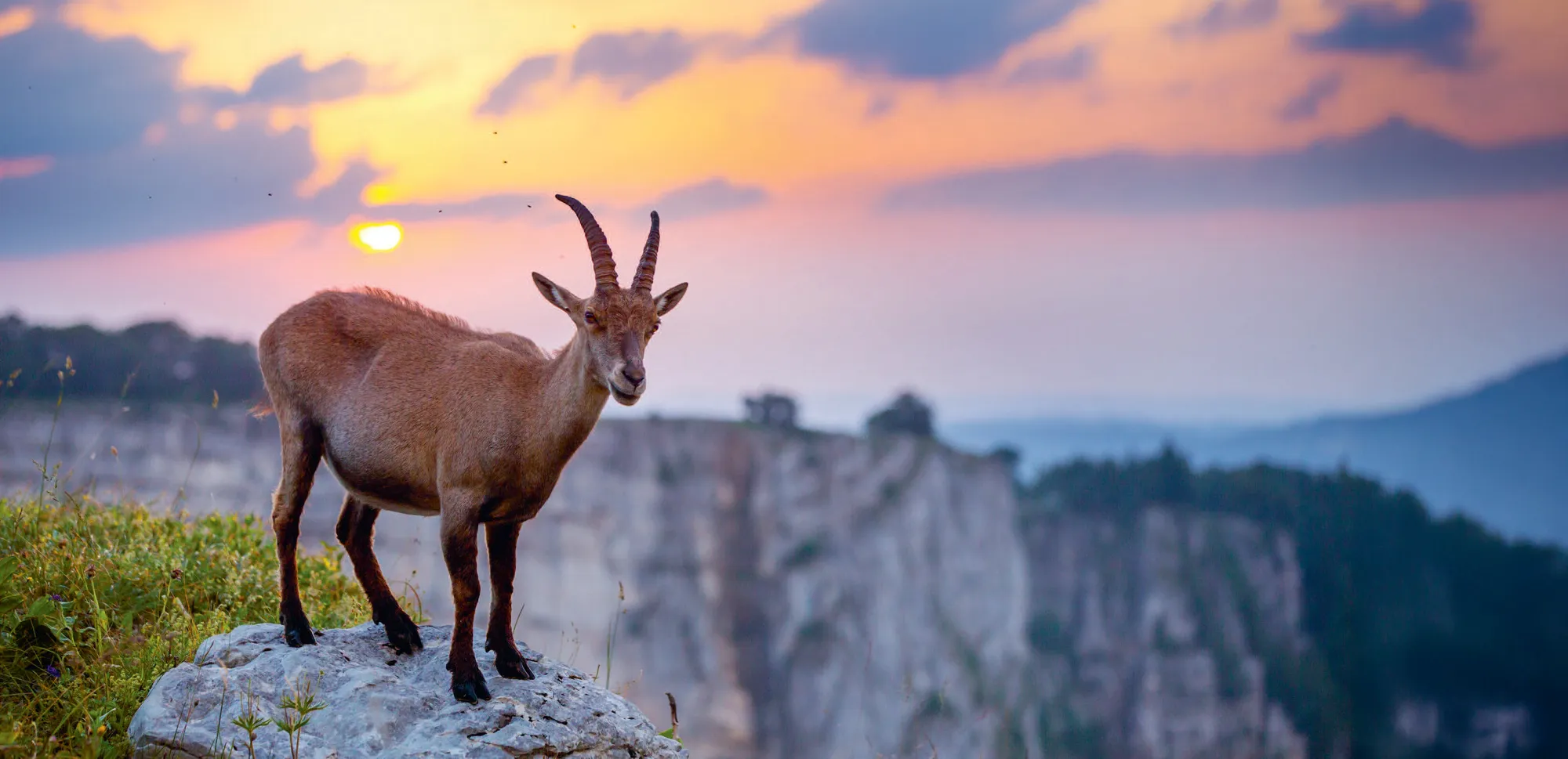 039u_Filli_Der_Steinbock_9783258084657(c)_Fabian_Riedi
